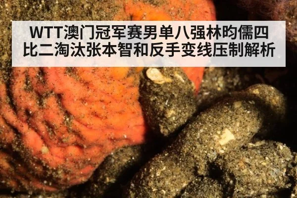 WTT澳门冠军赛男单八强林昀儒四比二淘汰张本智和反手变线压制解析